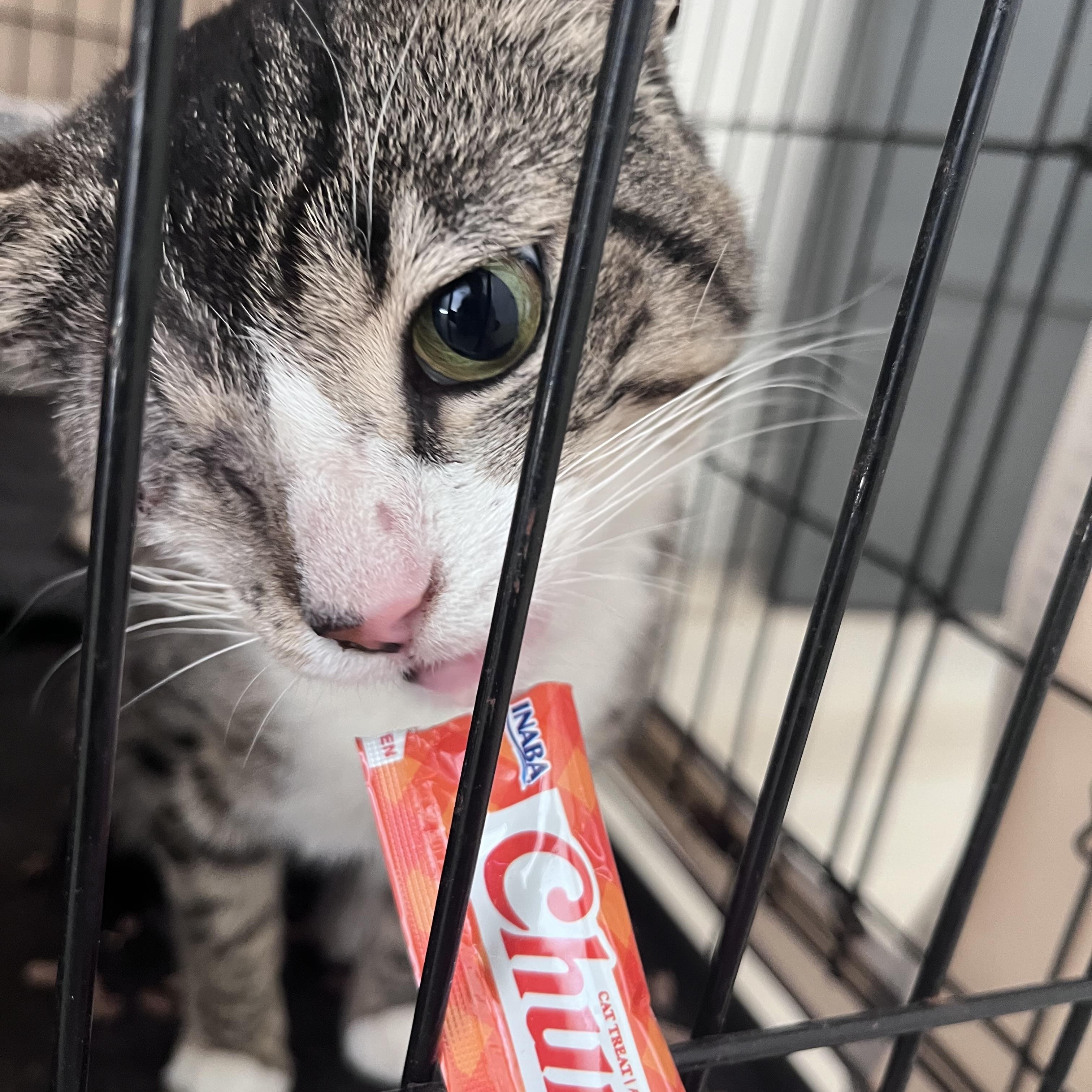 Enlarge Luffy The Friendly Pirate, a ADOPTABLE Domestic Short Hair in North Haven, CT image 2/4