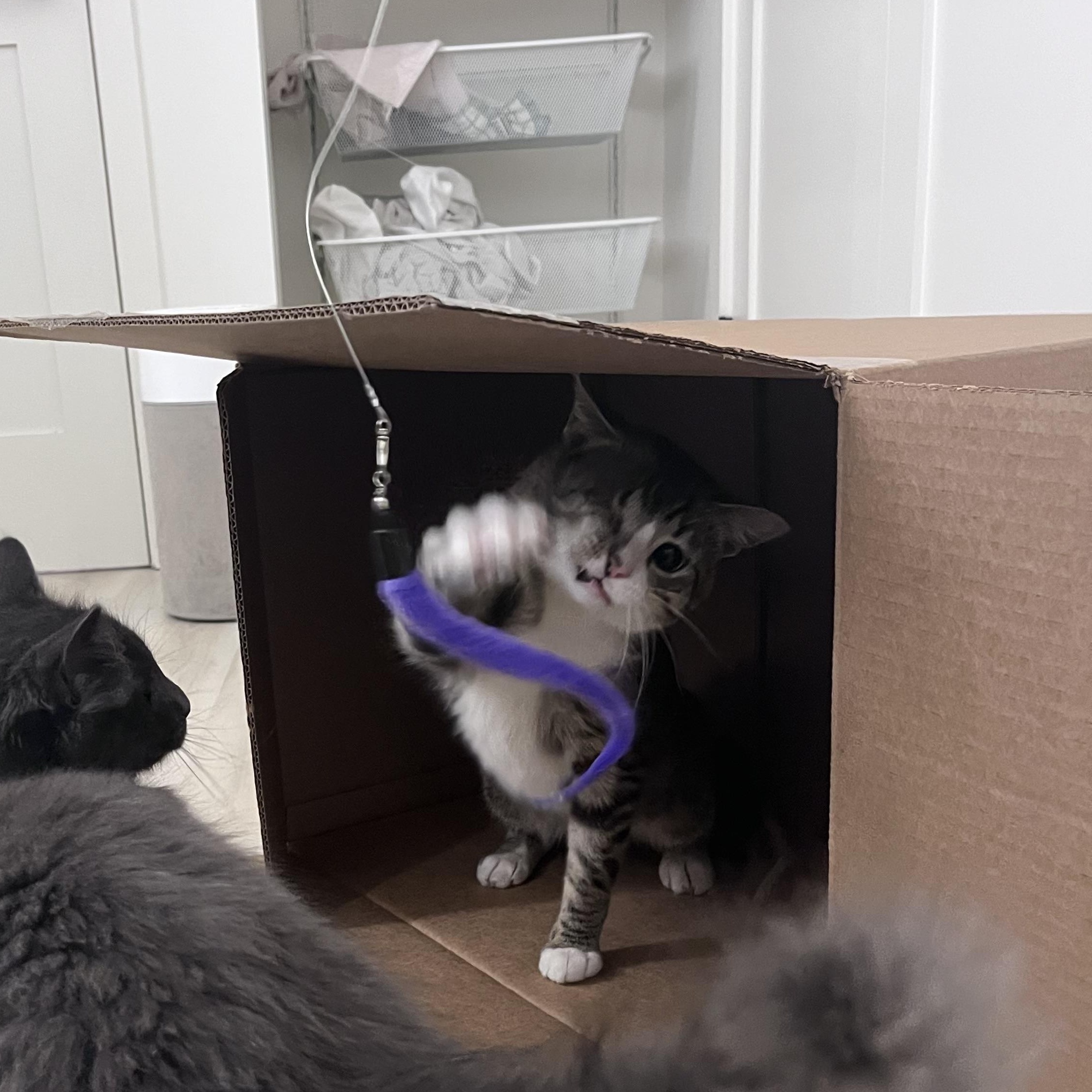 Enlarge Luffy The Friendly Pirate, a ADOPTABLE Domestic Short Hair in North Haven, CT image 4/4