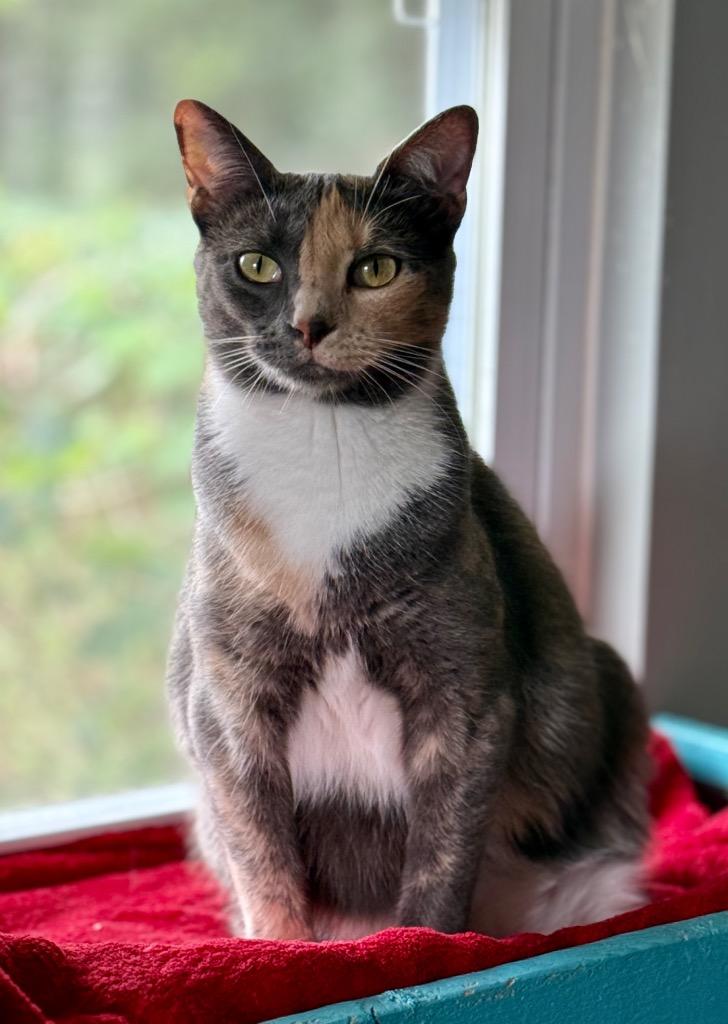 Nani, Adoptable, Young Female Domestic Short Hair.