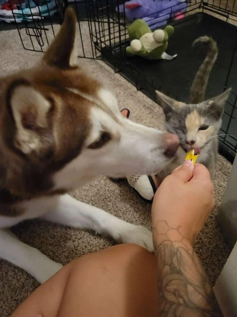 Enlarge Nani, a Adoptable mixed breed in Hampton, VA image 3/4