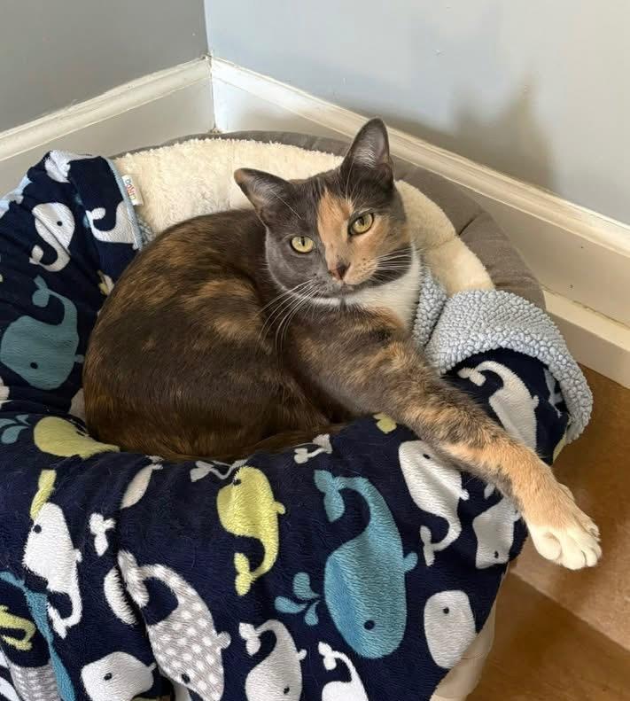 Enlarge Nani, a Adoptable mixed breed in Hampton, VA image 4/4