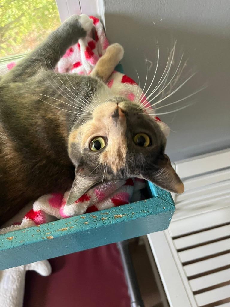 Enlarge Nani, a Adoptable mixed breed in Hampton, VA image 2/4