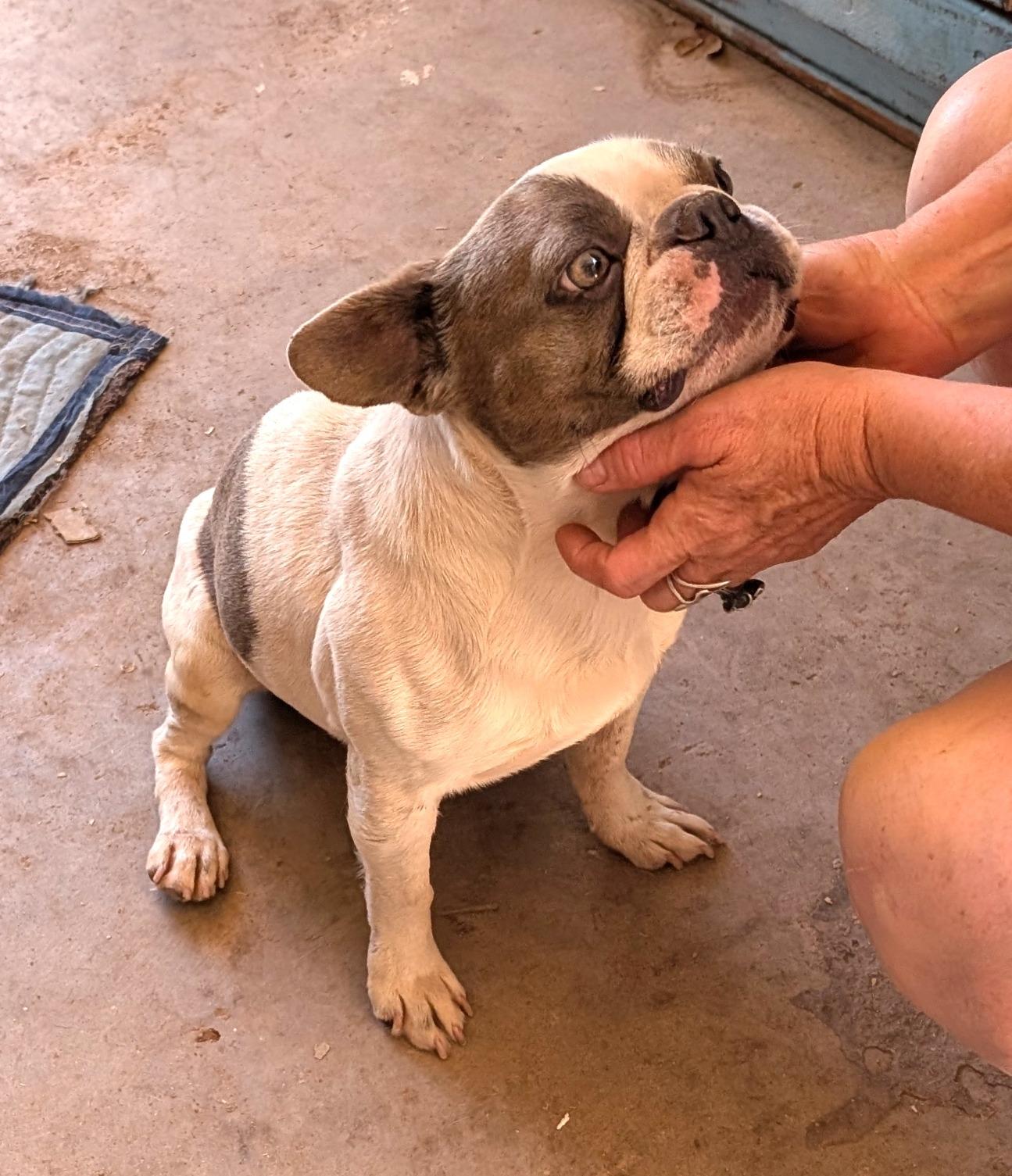 Fonda - Phoenix area, an adoption pending mixed breed in Mayer, AZ image 2/5