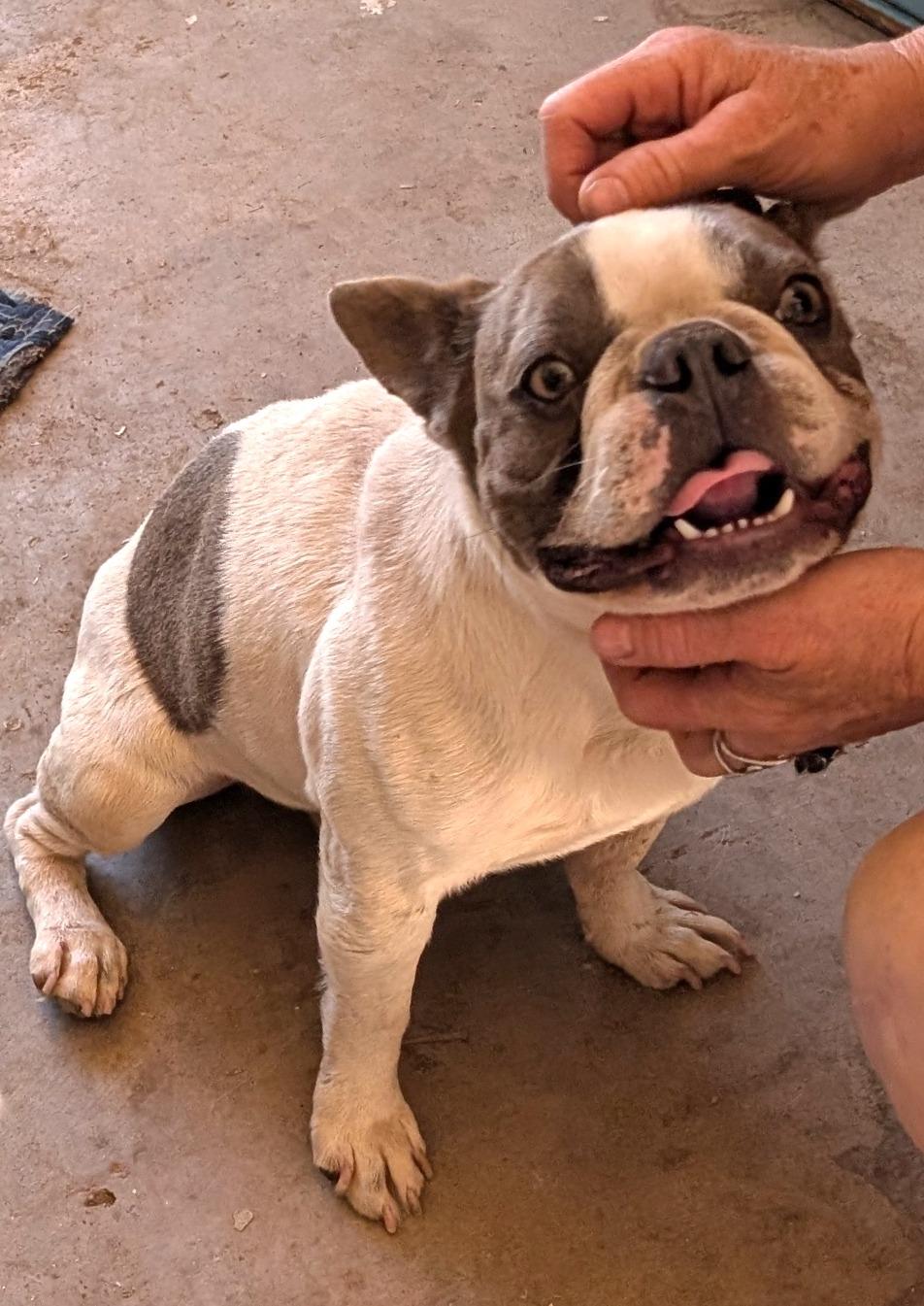 Fonda - Phoenix area, an adoption pending mixed breed in Mayer, AZ image 3/5