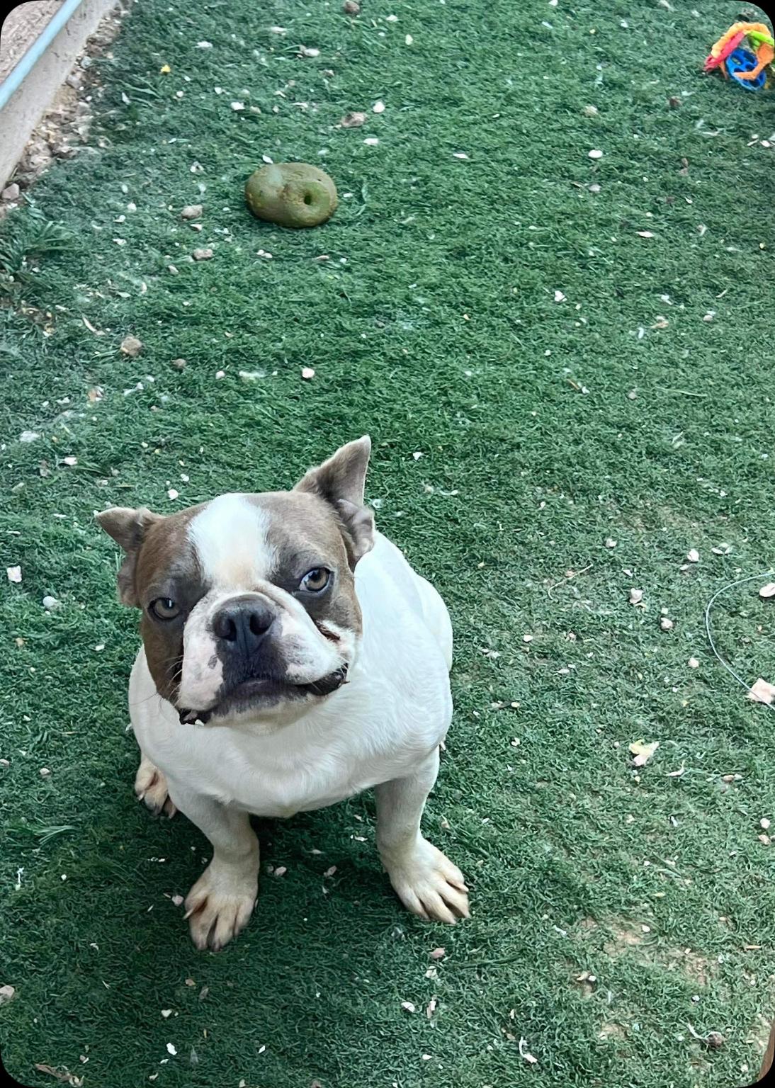 Fonda - Phoenix area, an adoption pending mixed breed in Mayer, AZ image 1/5