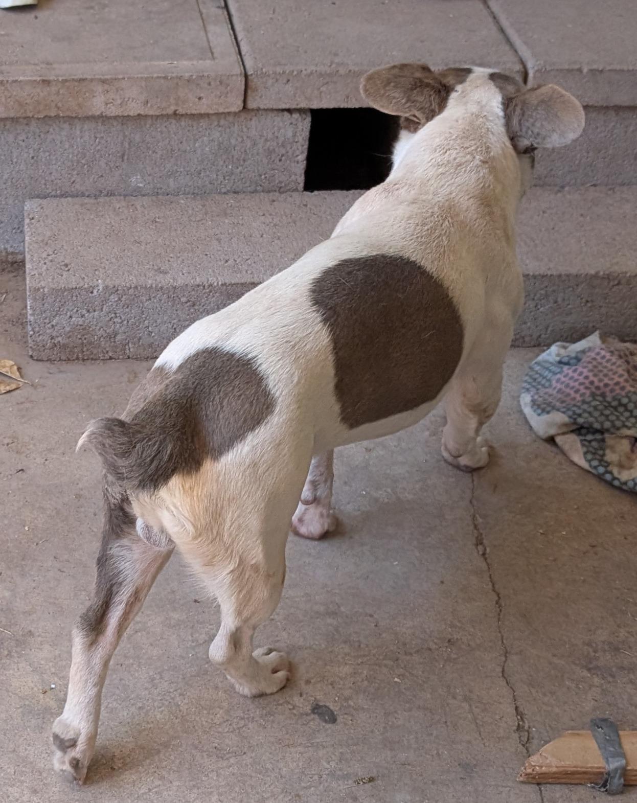 Fonda - Phoenix area, an adoption pending mixed breed in Mayer, AZ image 4/5