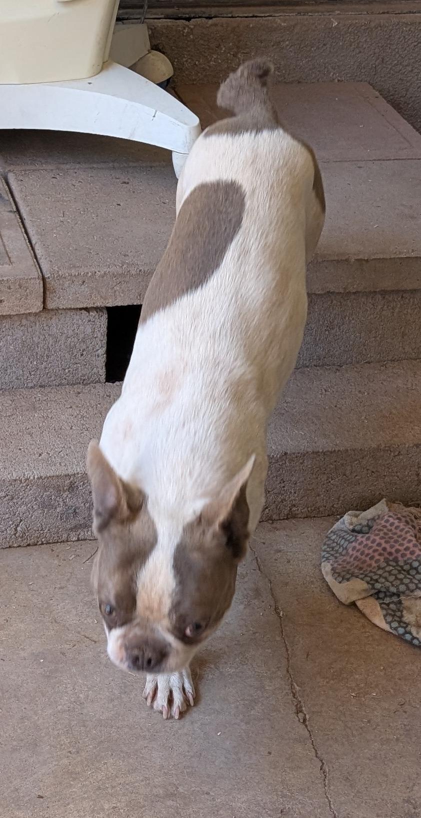 Fonda - Phoenix area, an adoption pending mixed breed in Mayer, AZ image 5/5