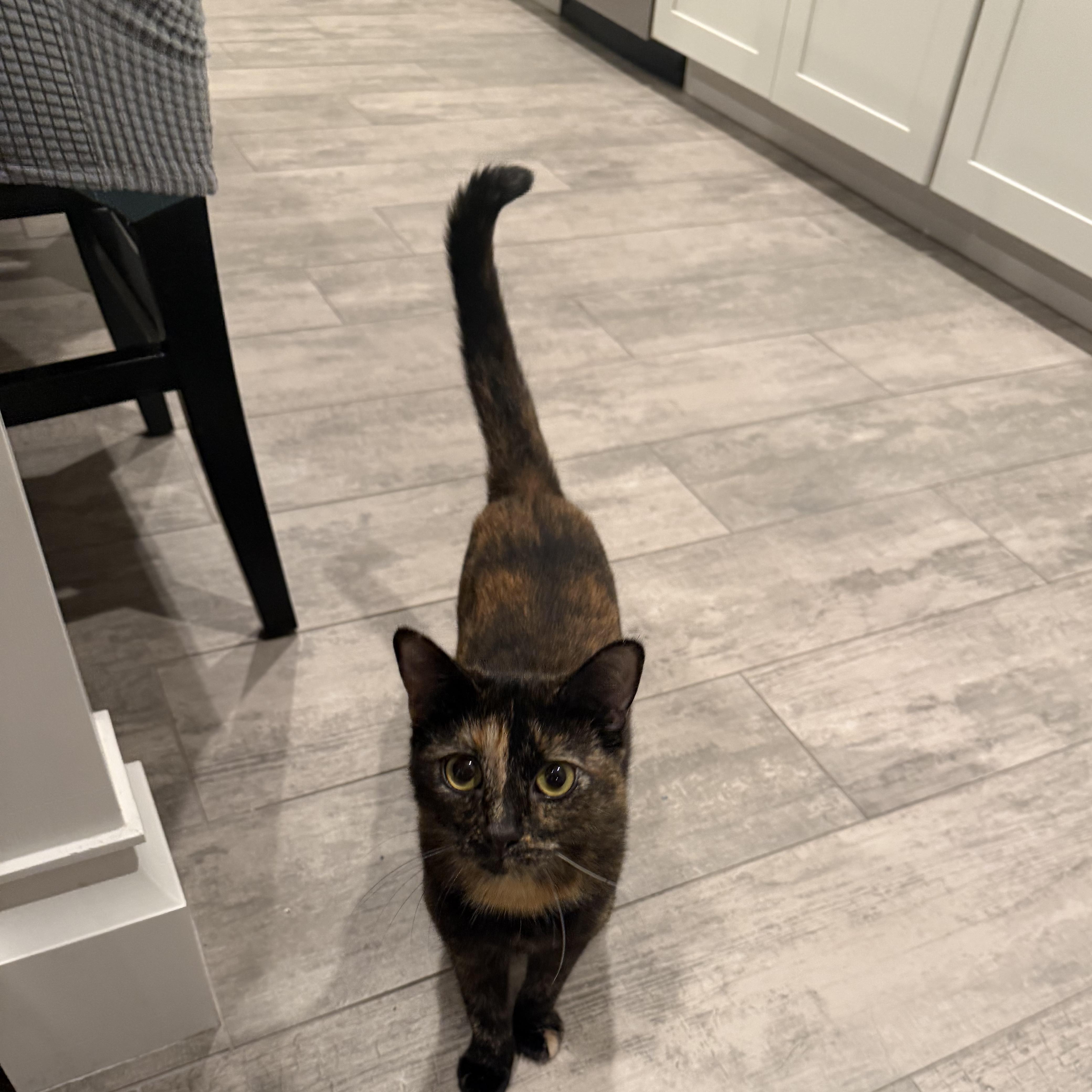 Vita, Adoptable, Young Female Tortoiseshell.
