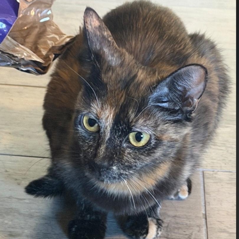 Enlarge Vita, a Adoptable Tortoiseshell in SCOTTSDALE, AZ image 3/3