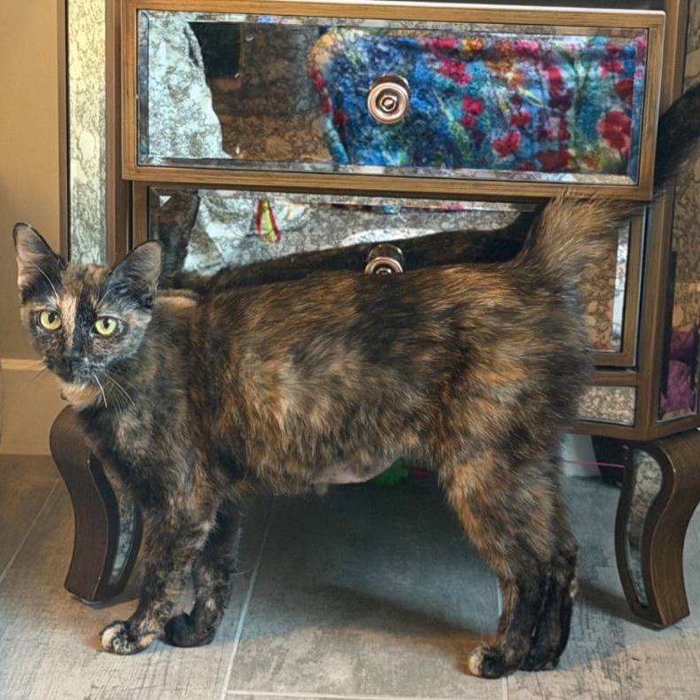 Enlarge Vita, a Adoptable Tortoiseshell in SCOTTSDALE, AZ image 2/3