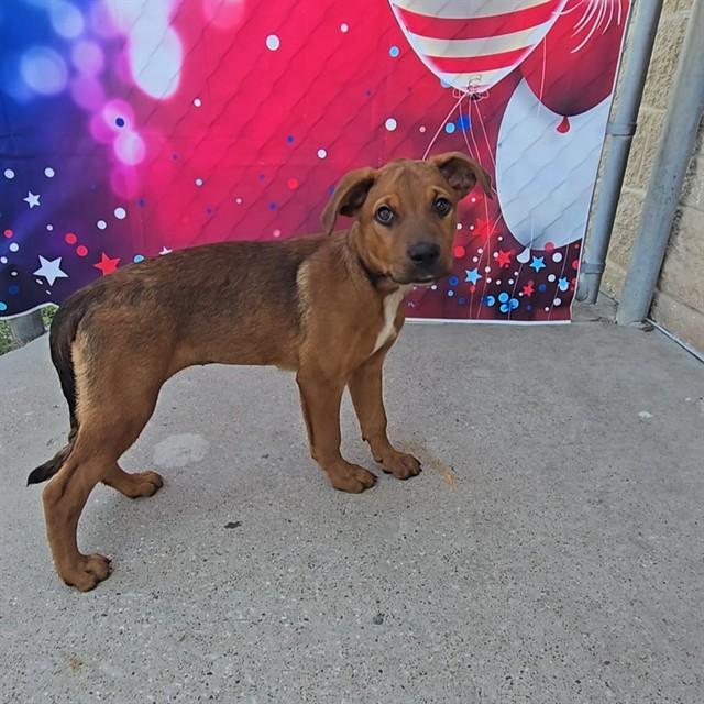 Enlarge SARAFINA, a Adoptable mixed breed in Wylie, TX image 1/1