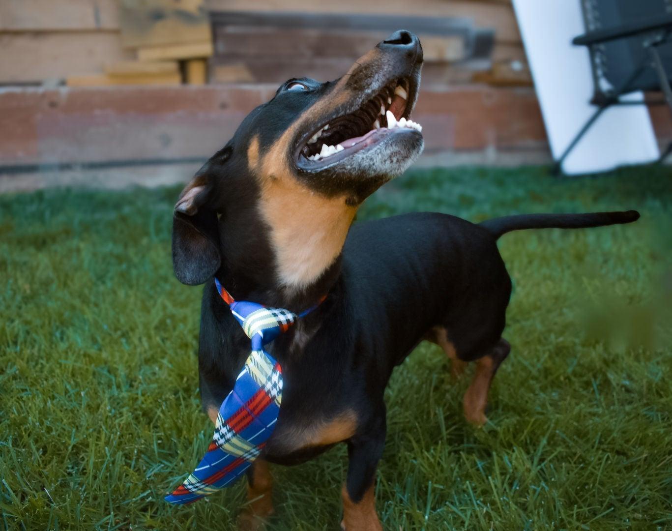 Dash, Young Male Dachshund
