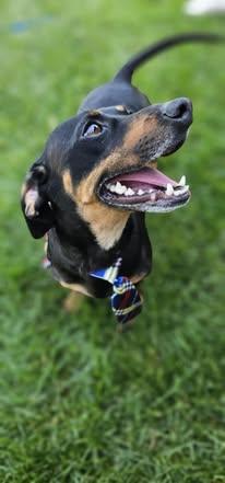 Dash photo 6