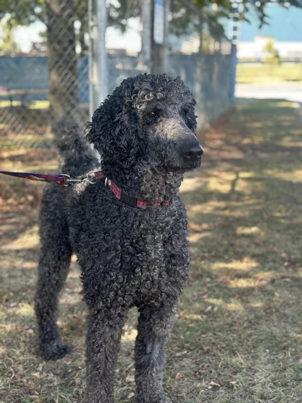 Enlarge Gotham, a Adoptable mixed breed in Hamilton, ON image 4/4