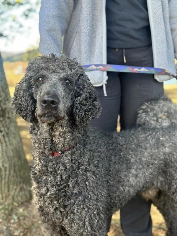 Gotham, Adoptable, Adult Male Poodle.