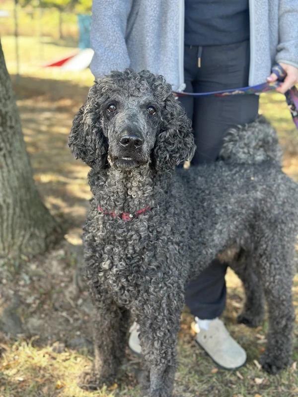 Enlarge Gotham, a Adoptable mixed breed in Hamilton, ON image 2/4