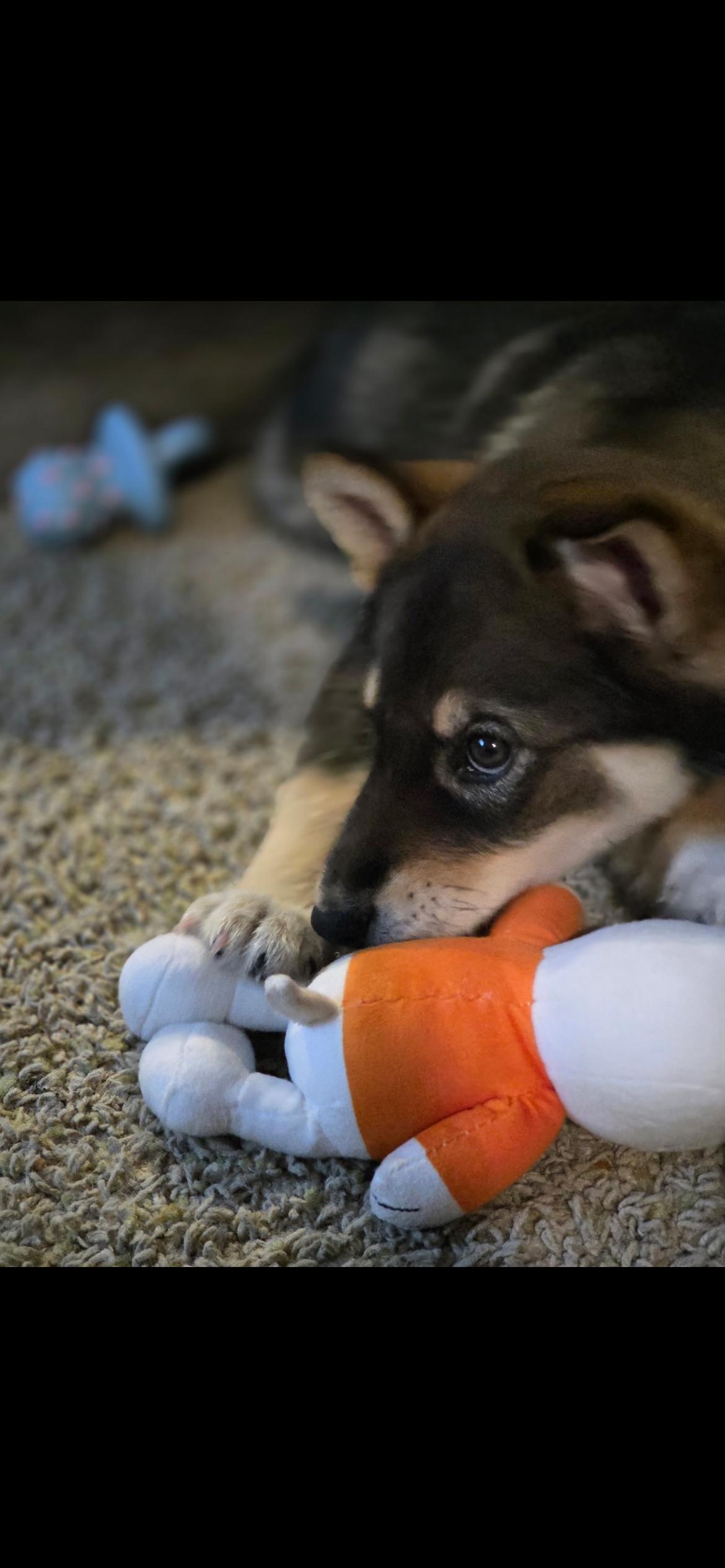 Enlarge Dakota, a Adoptable mixed breed in Omaha, NE image 4/6