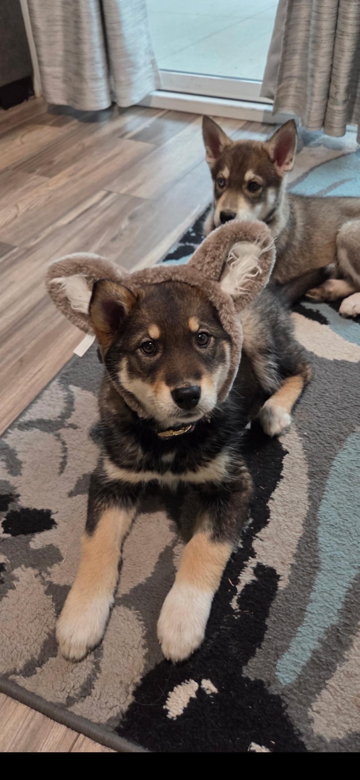 Enlarge Dakota, a Adoptable mixed breed in Omaha, NE image 3/6