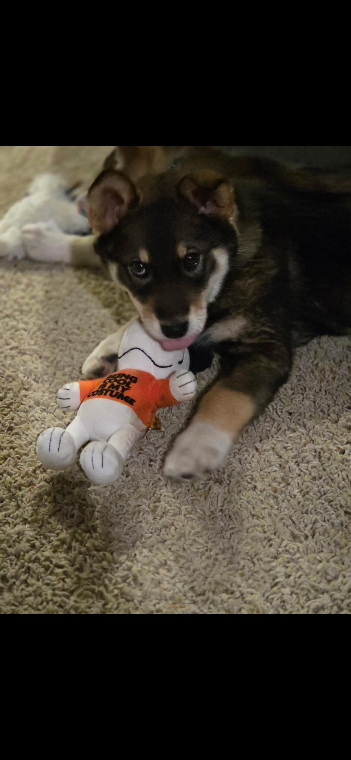 Enlarge Dakota, a Adoptable mixed breed in Omaha, NE image 1/6