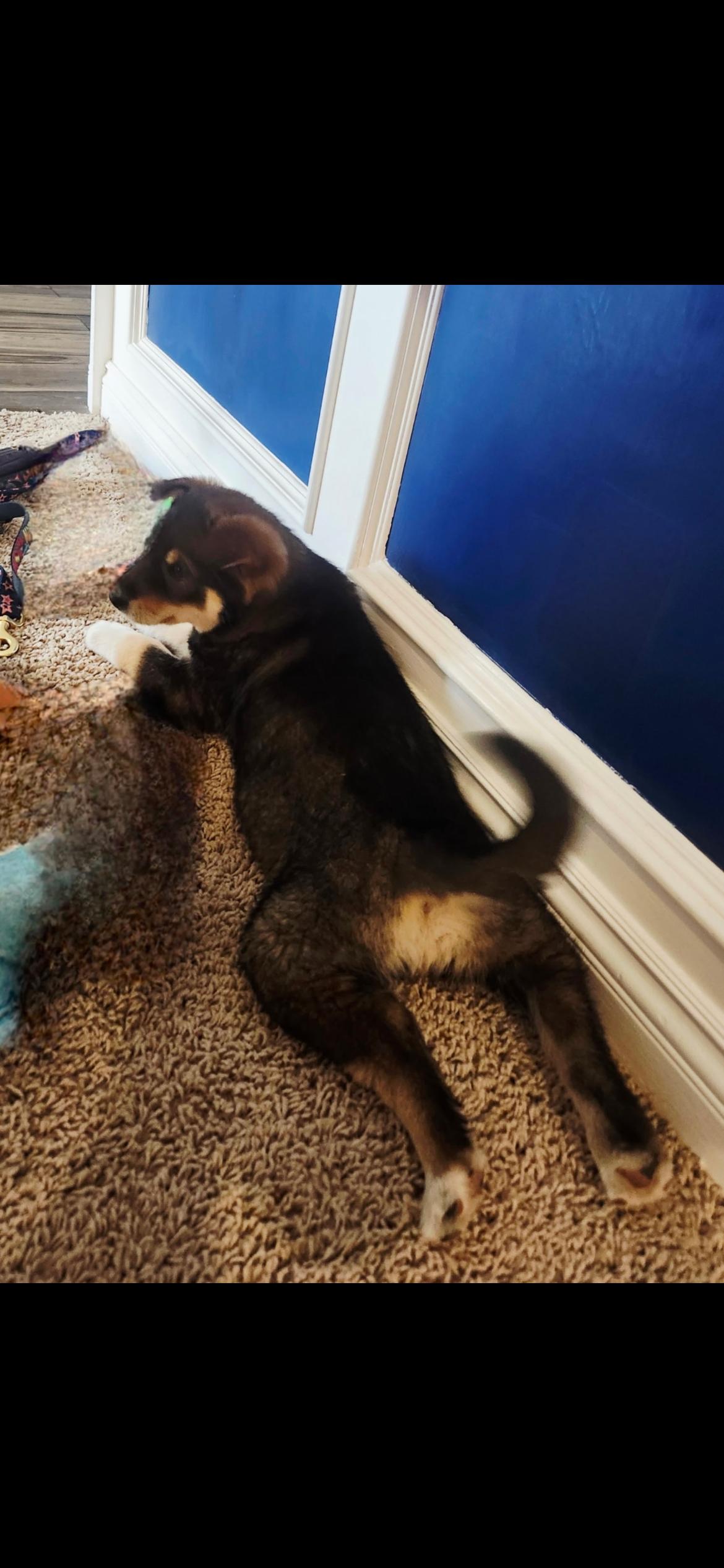 Enlarge Dakota, a Adoptable mixed breed in Omaha, NE image 2/6