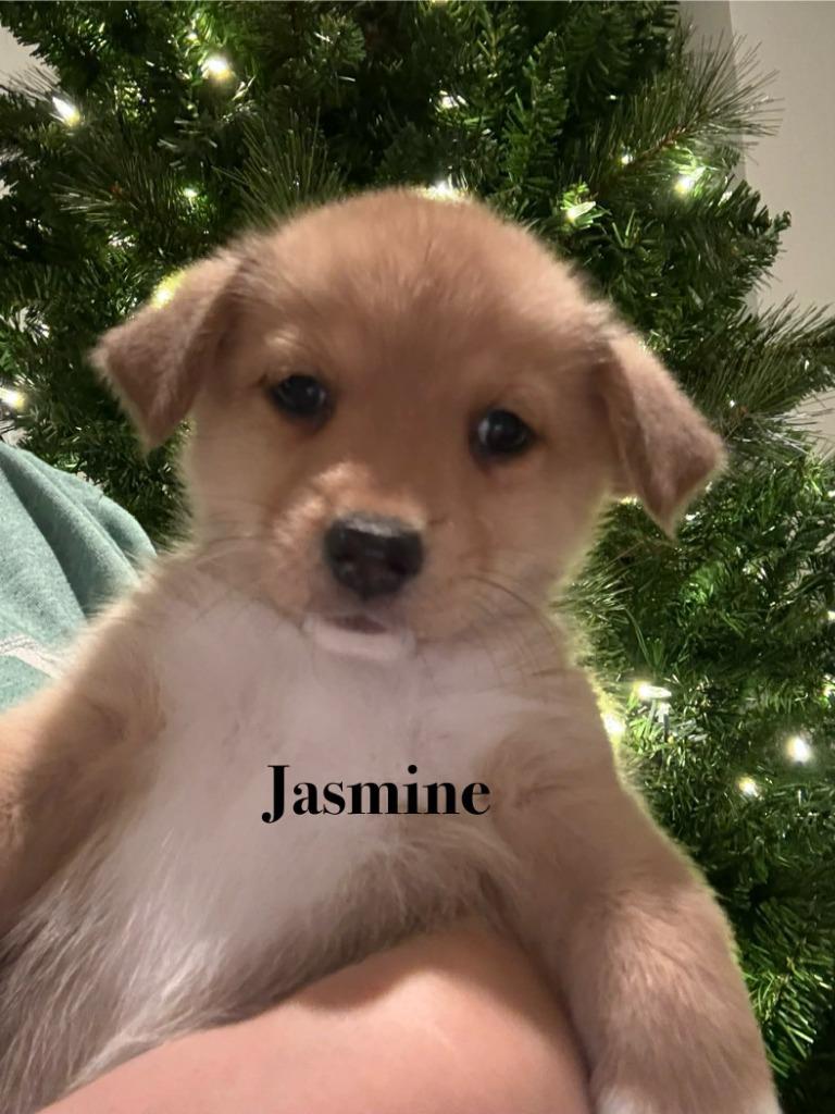 Enlarge Jasmine, a Adoptable mixed breed in Waxhaw, NC image 2/2