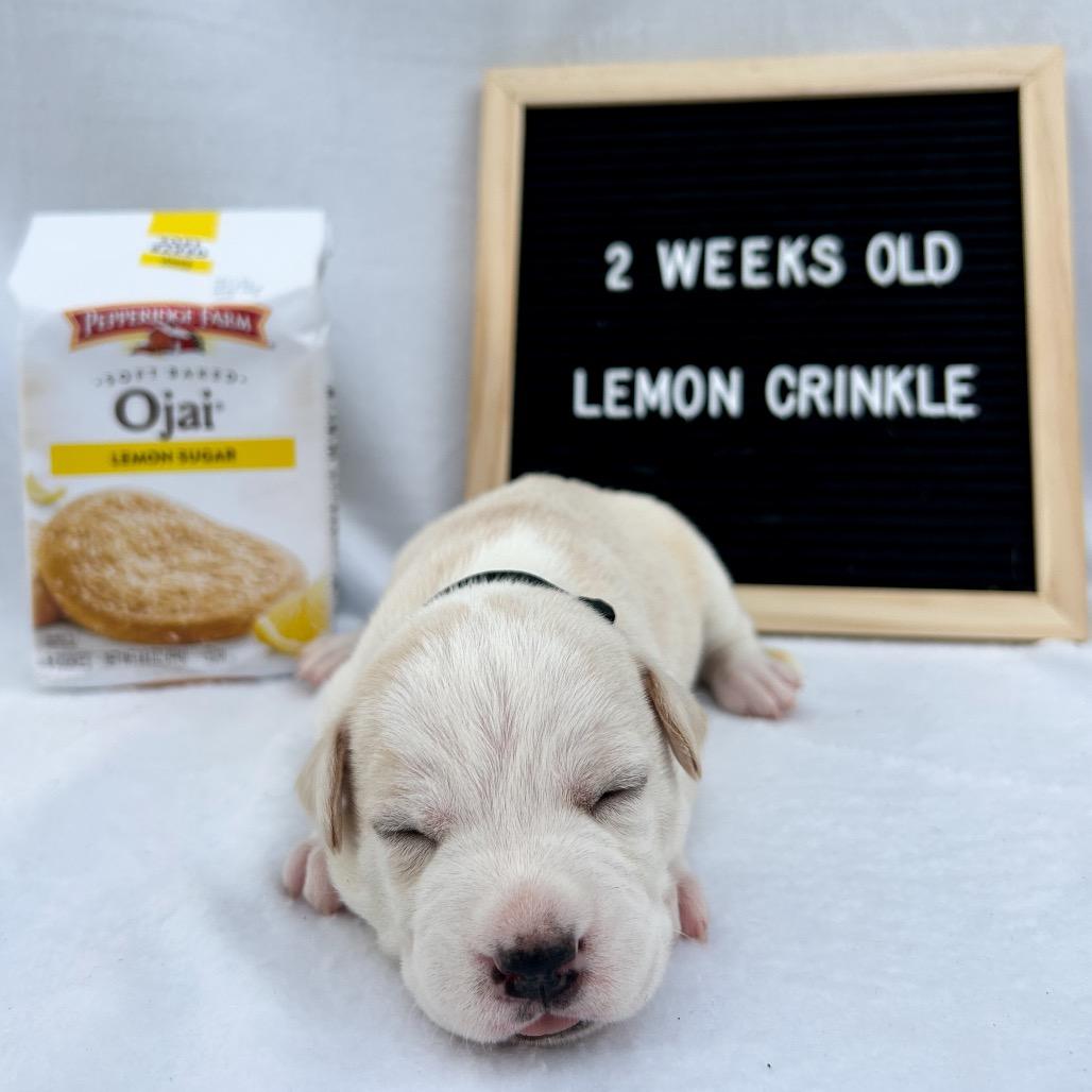 701K (2026) Lemon Crinkle, Adoptable, Puppy Female Siberian Husky & Boxer.