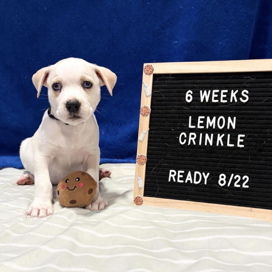 701K (2026) Lemon Crinkle, a Adoptable mixed breed in Parker, CO image 3/6