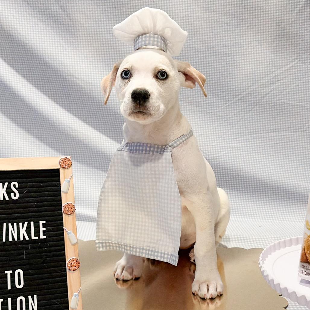 701K (2026) Lemon Crinkle, a Adoptable mixed breed in Parker, CO image 4/6