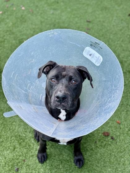 Enlarge Rue, a Adoptable mixed breed in Sacramento, CA image 5/5