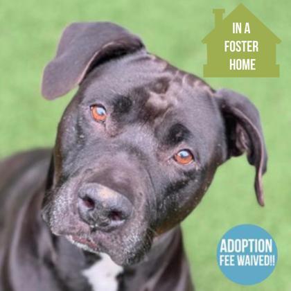 Rue, Adoptable, Senior Female American Staffordshire Terrier.