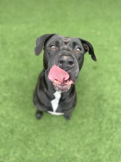 Enlarge Rue, a Adoptable mixed breed in Sacramento, CA image 2/5