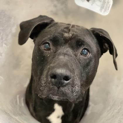 Enlarge Rue, a Adoptable mixed breed in Sacramento, CA image 4/5