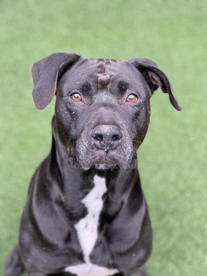 Enlarge Rue, a Adoptable mixed breed in Sacramento, CA image 3/5