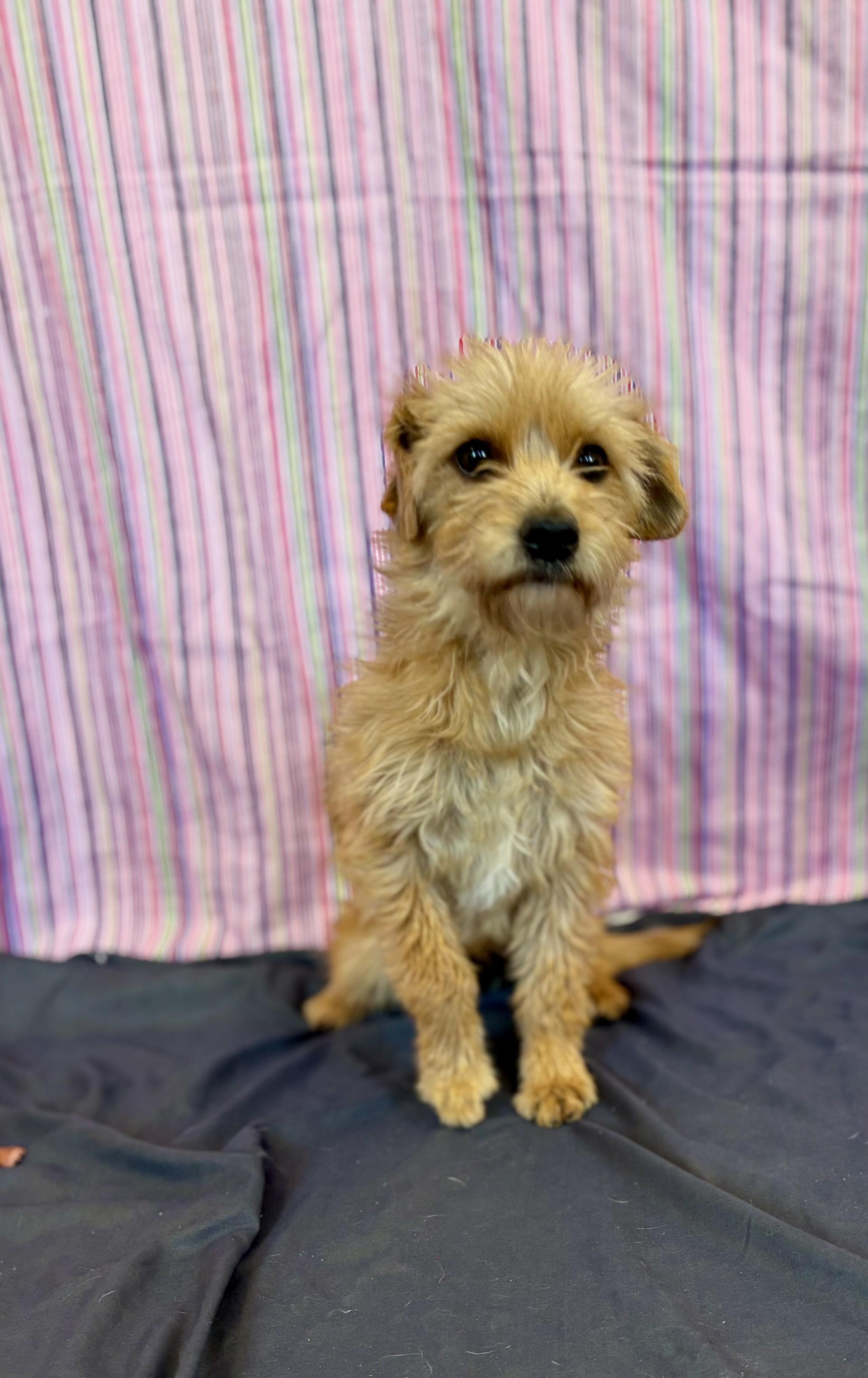 Mandi, adopted, Adult Female Terrier & Miniature Pinscher.