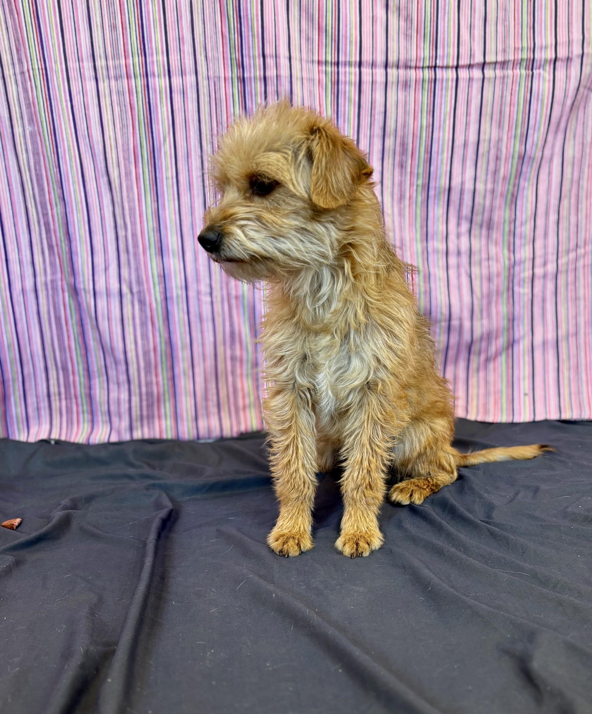 Mandi, an adopted mixed breed in Upper Sandusky, OH image 2/3