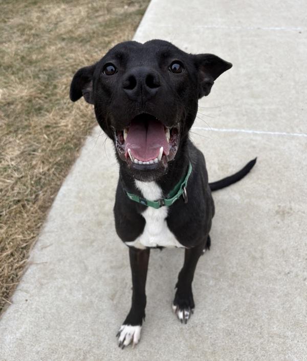 Enlarge Cookie, a Adoptable mixed breed in Sioux City, IA image 5/6