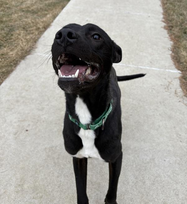 Enlarge Cookie, a Adoptable mixed breed in Sioux City, IA image 6/6