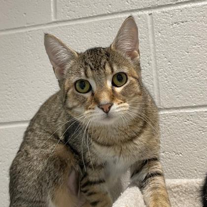 Twirly, Adoptable, Young Female Domestic Short Hair & Domestic Short Hair.