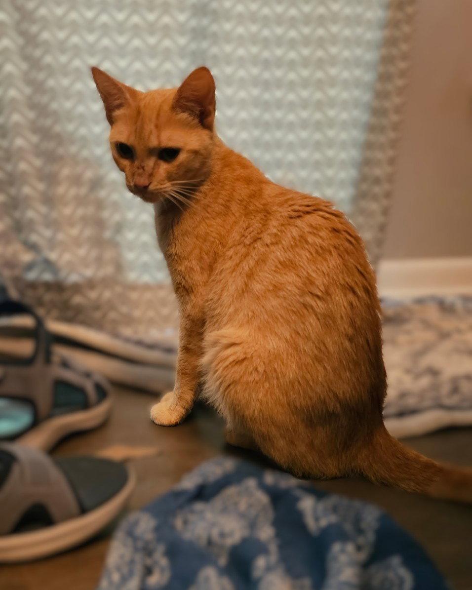 Pumpkin, Adoptable, Young Female Domestic Medium Hair & Tabby.