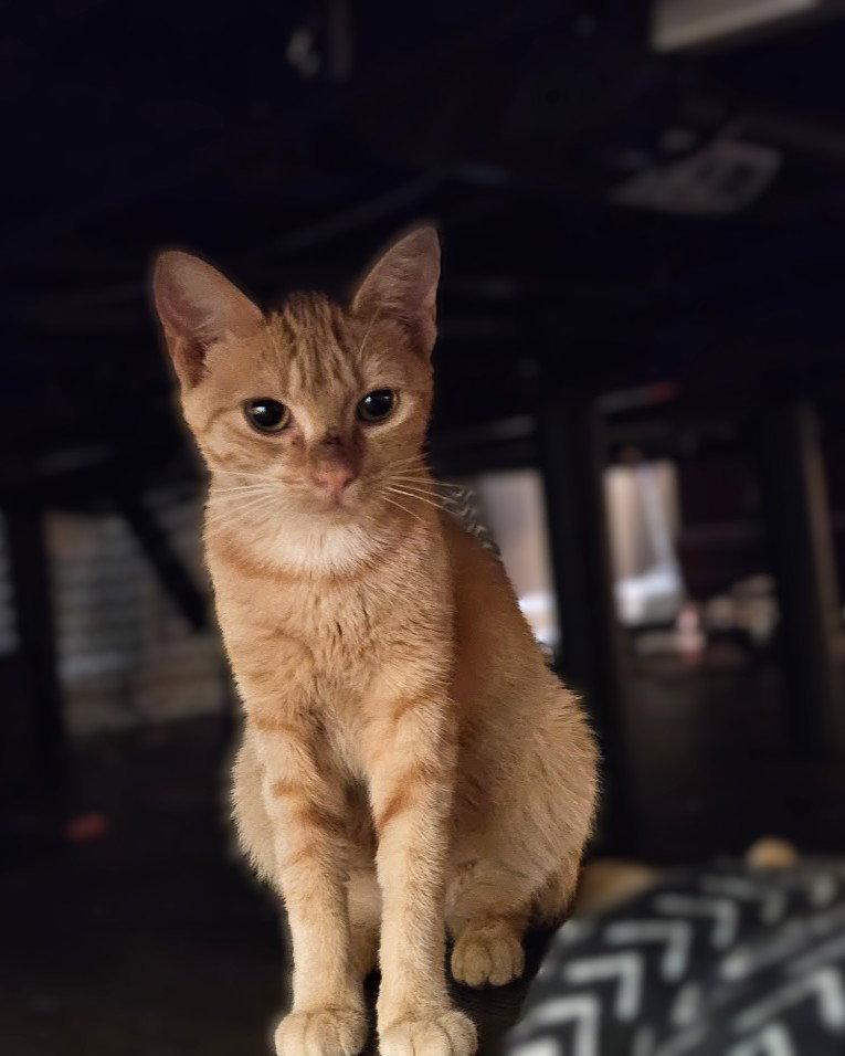 Enlarge Pumpkin, a Adoptable mixed breed in Blairsville, GA image 2/3