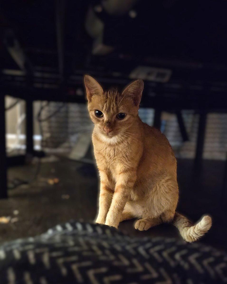 Enlarge Pumpkin, a Adoptable mixed breed in Blairsville, GA image 3/3
