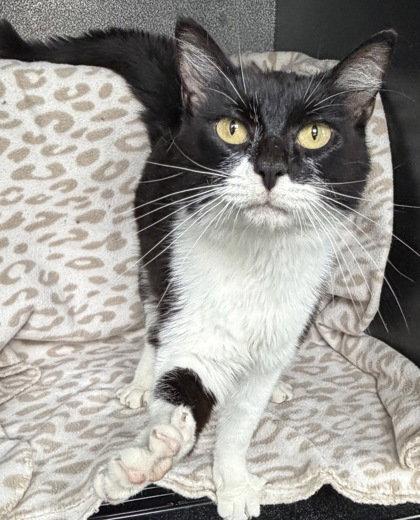 7093 (Biscuits), Adoptable, Adult Female Domestic Short Hair.