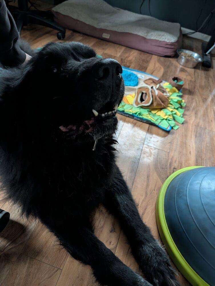 Enlarge Tahoe, a Adopted mixed breed in Gales Ferry, CT image 1/6