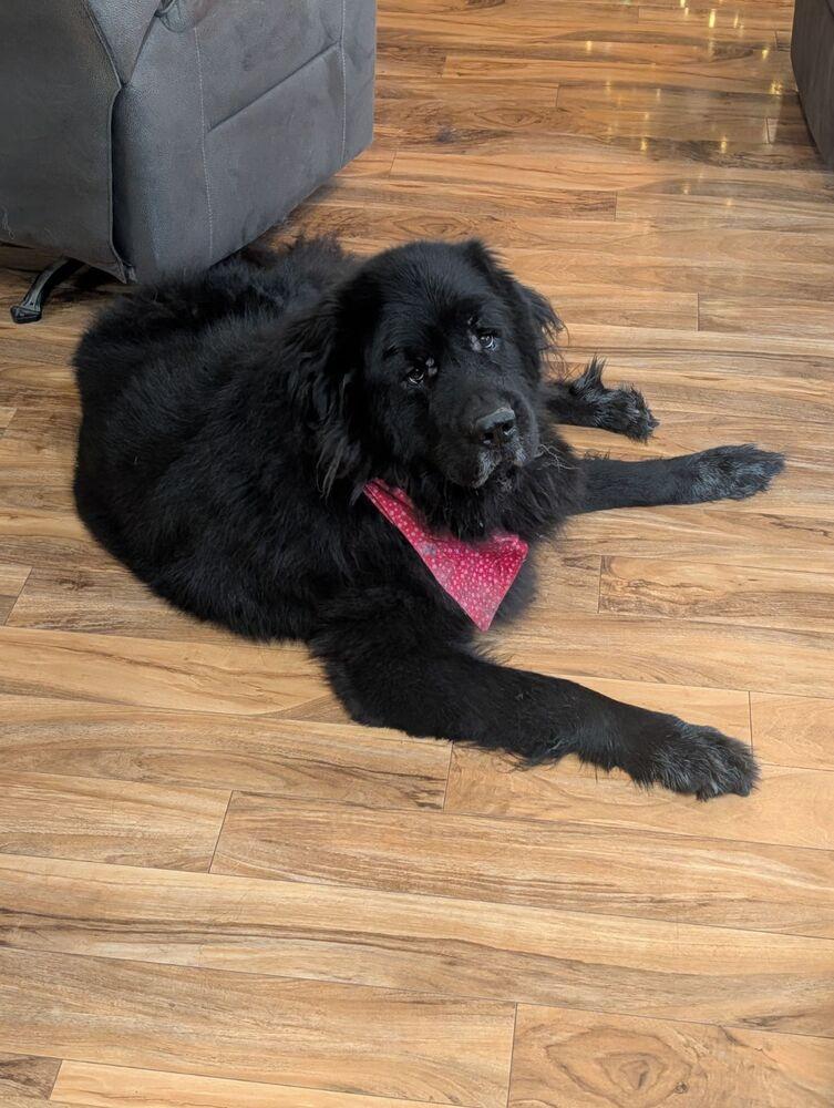 Tahoe, Adoptable, Adult Male Newfoundland Dog & Mastiff.