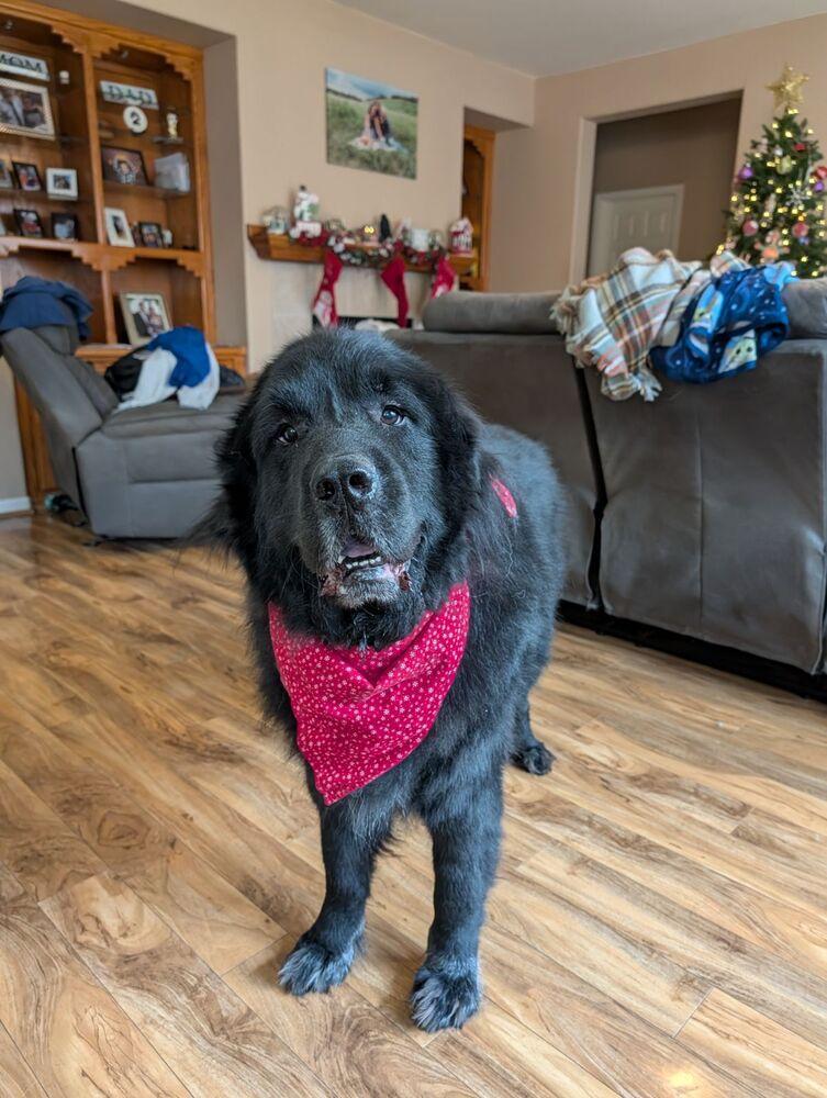Enlarge Tahoe, a Adopted mixed breed in Gales Ferry, CT image 2/6