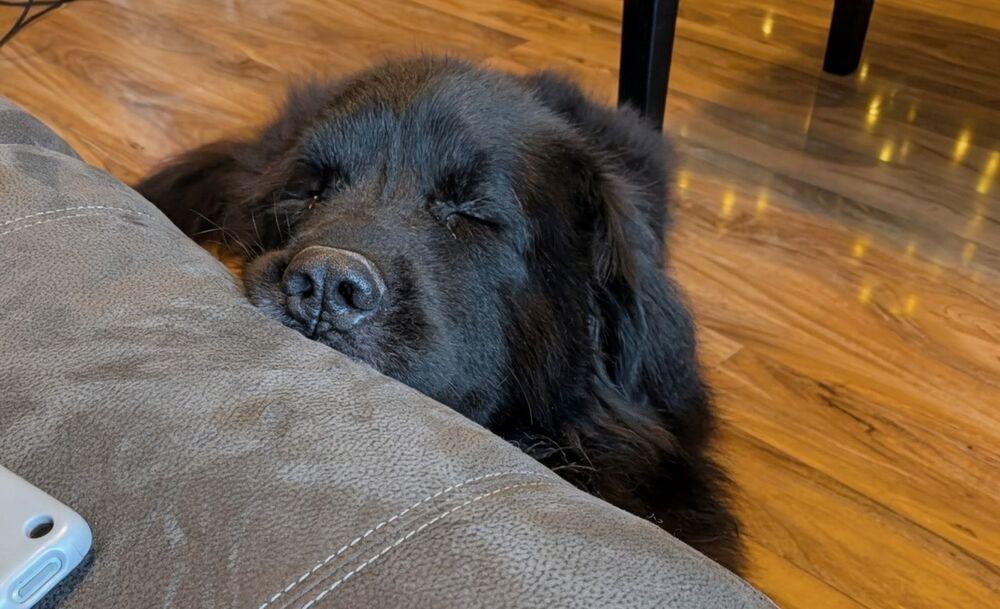 Enlarge Tahoe, a Adopted mixed breed in Gales Ferry, CT image 3/6