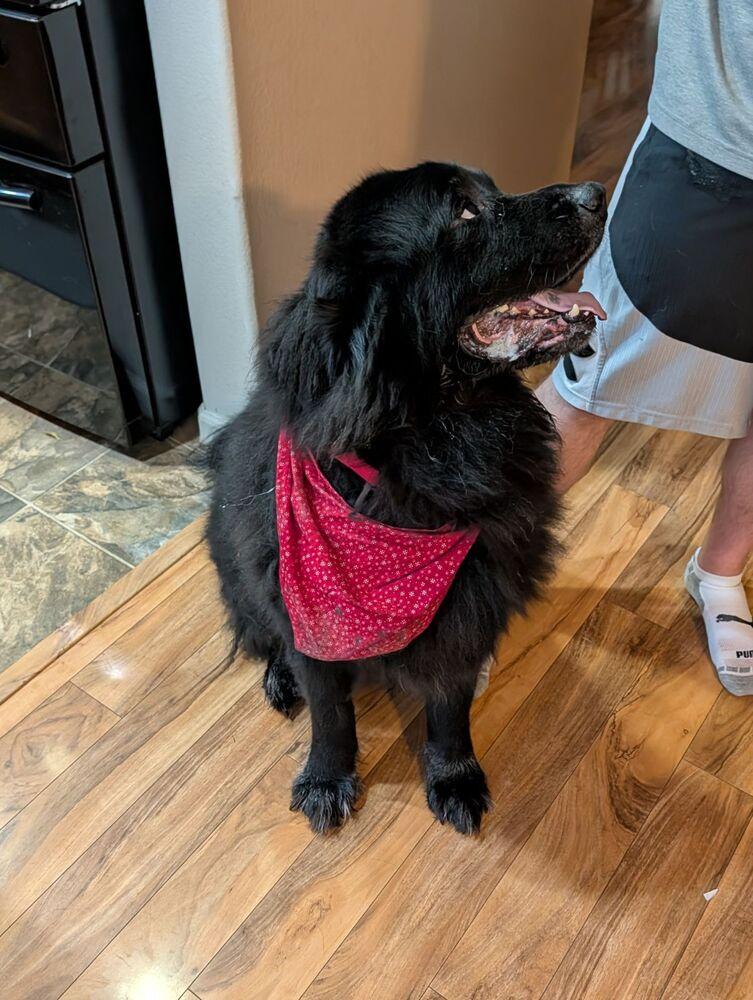 Tahoe, a Adoptable mixed breed in Gales Ferry, CT image 2/6