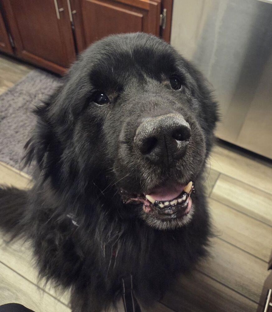 Enlarge Tahoe, a Adopted mixed breed in Gales Ferry, CT image 4/6