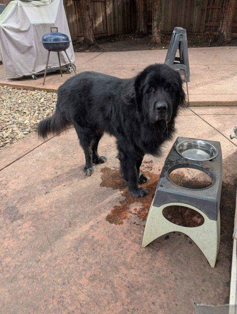 Tahoe, a Adoptable mixed breed in Gales Ferry, CT image 6/6