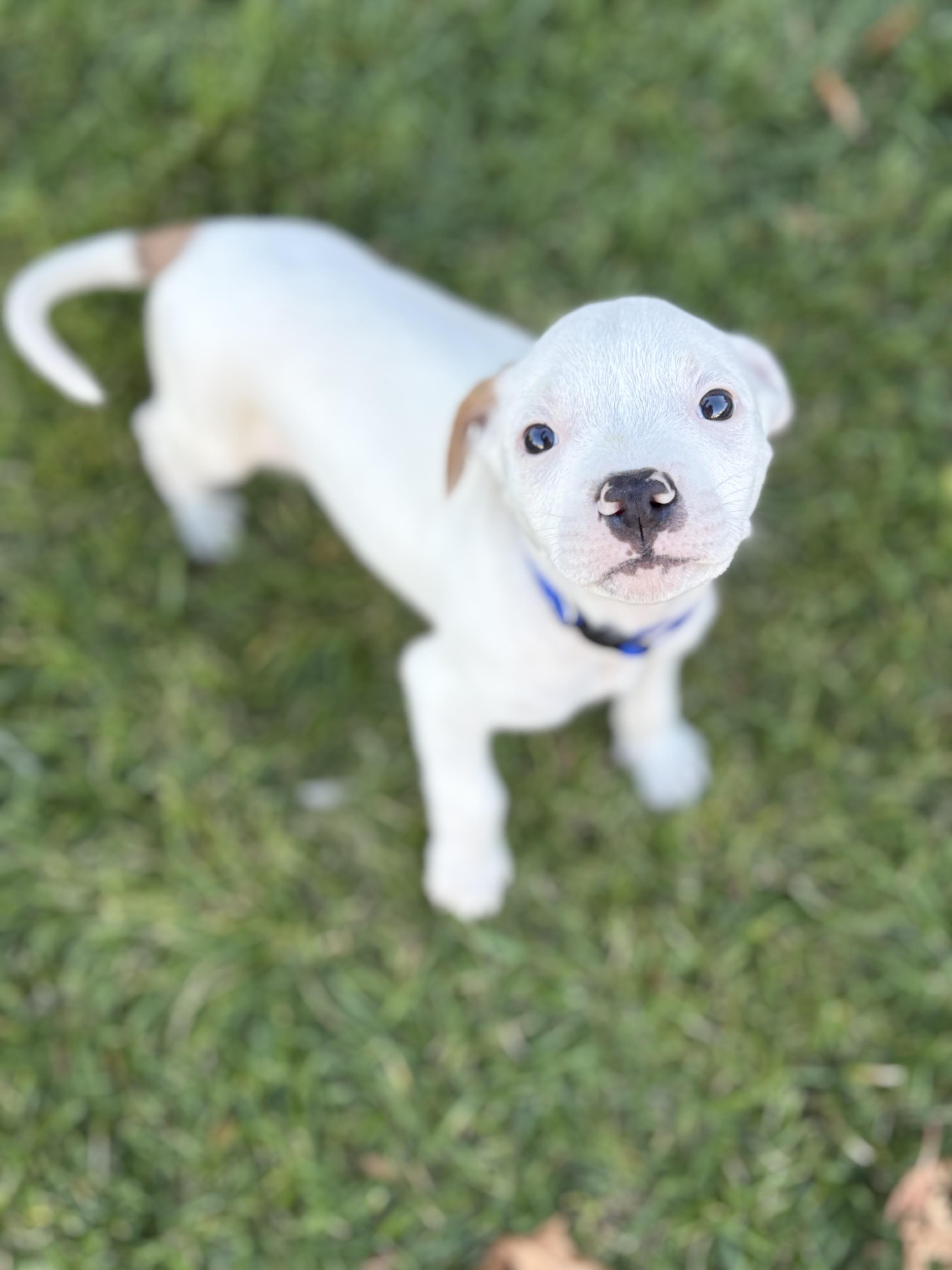 Enlarge Bao, an adopted mixed breed in Lodi, CA image 2/3